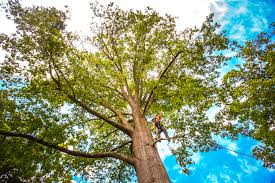 Professional Tree Services in Dadeville, AL