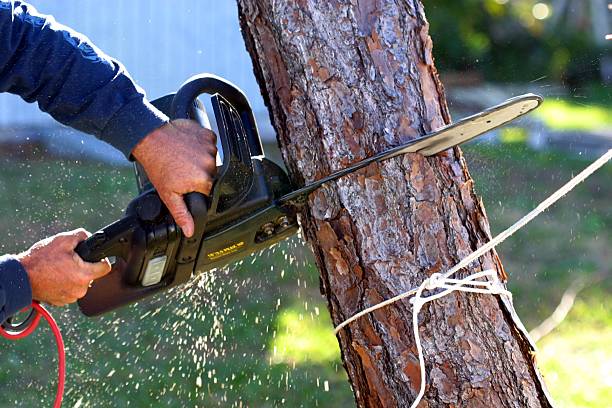 Best Tree Health Inspection  in Dadeville, AL