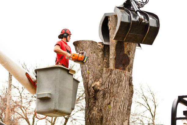 How Our Tree Care Process Works  in  Dadeville, AL